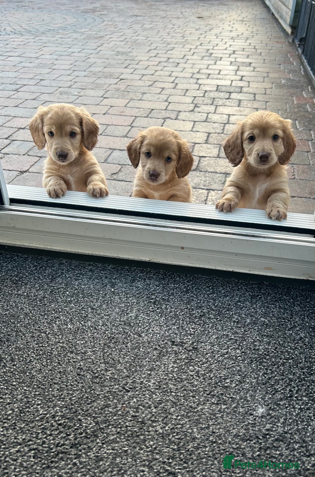 Miniature Dachshund dogs for sale: Miniature long hair English cream dachshunds  - Advert 1