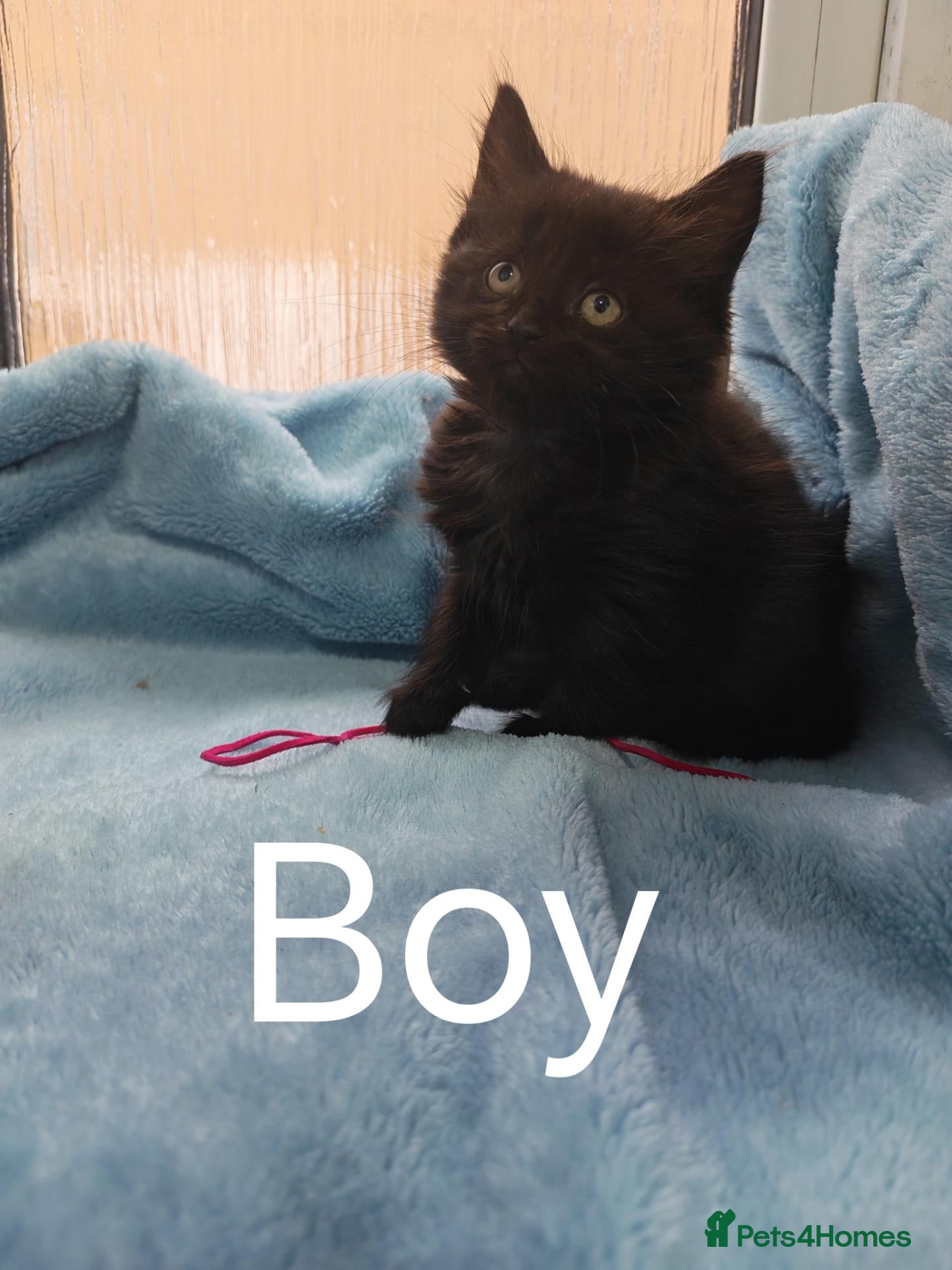Mixed Breed cats for sale: Beautiful FLUFFY kittens VIDEOS - Advert 9