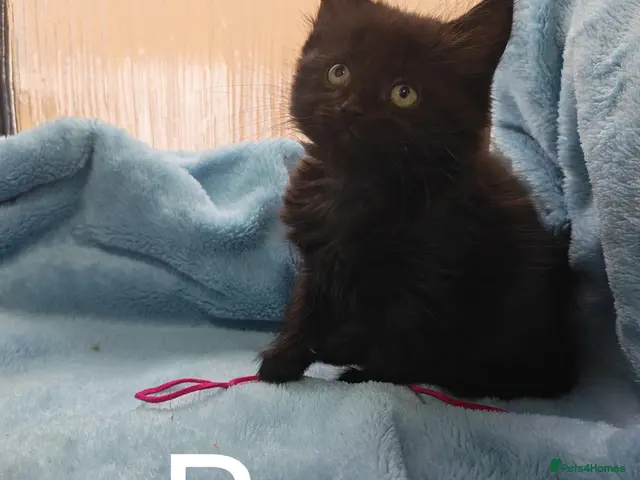 Mixed Breed cats for sale: Beautiful FLUFFY kittens VIDEOS - Advert 9
