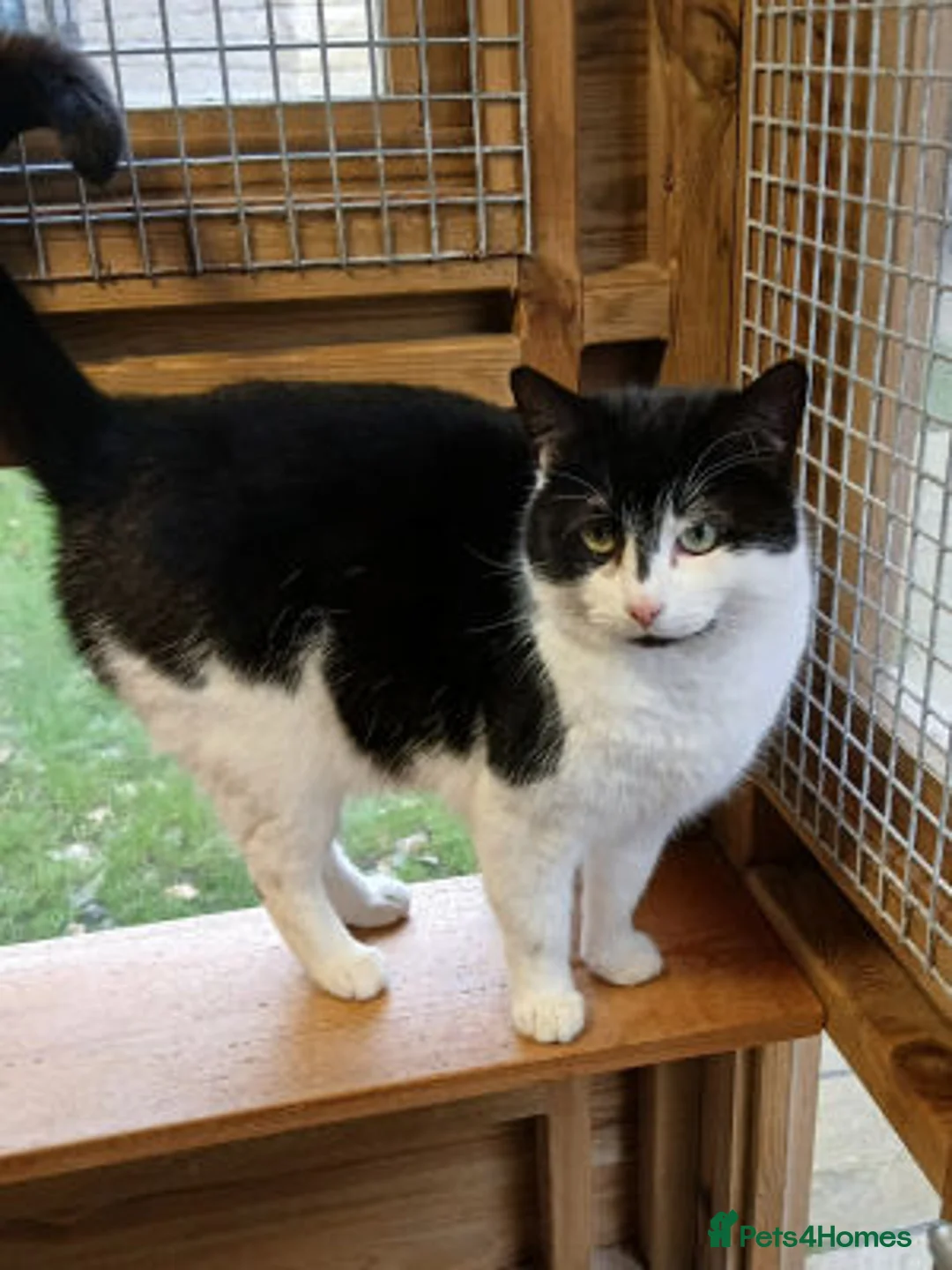 Mixed Breed cats for adoption: BOB... - Advert 2