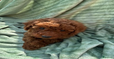 Maltipoo dogs - Advert 16