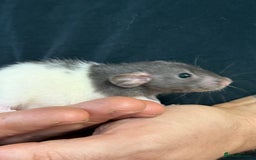 Rat rodents for sale: Gorgeous Dumbo Rex boys and girls. Babies.  - Image 3