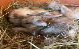 Mini Lop rabbits for sale: Gorgeous mini lop bunnies - Image 5