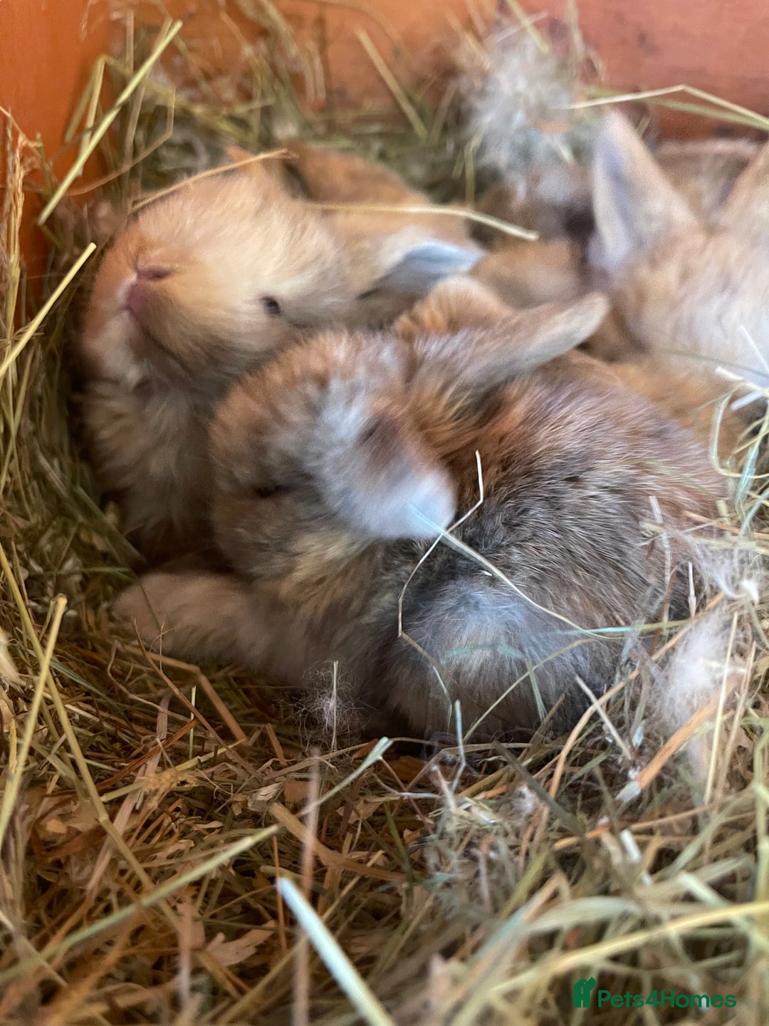Mini Lop rabbits for sale: Gorgeous mini lop bunnies - Image 5