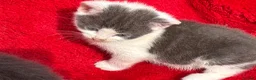 Mixed Breed cats for sale: Farm raised kittens  - Advert 4