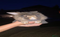 Mini Lion Lop rabbits for sale: Baby mini lion lop *PLEASE READ* - Image 4