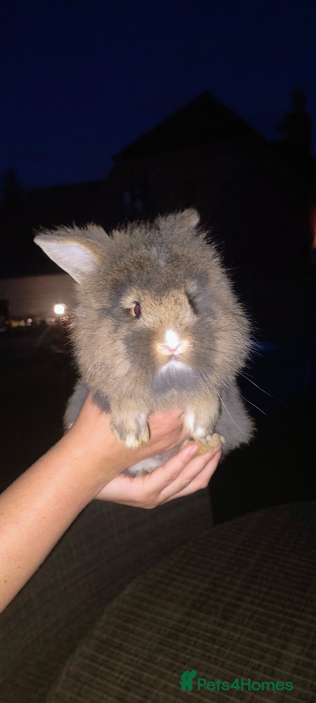 Mini Lion Lop rabbits for sale: Baby mini lion lop *PLEASE READ* - Image 4