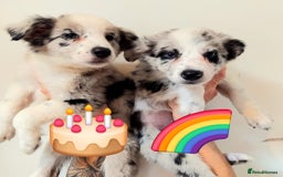 Border Collie dogs for sale: Stunning litter of blue merle border collies - Image 21