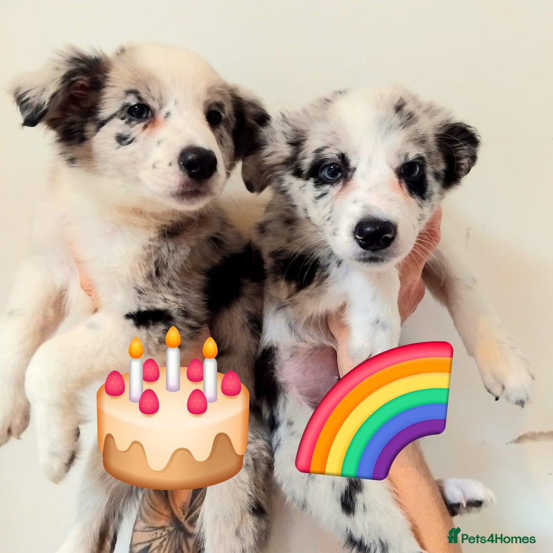 Border Collie dogs for sale: Stunning litter of blue merle border collies - Image 21