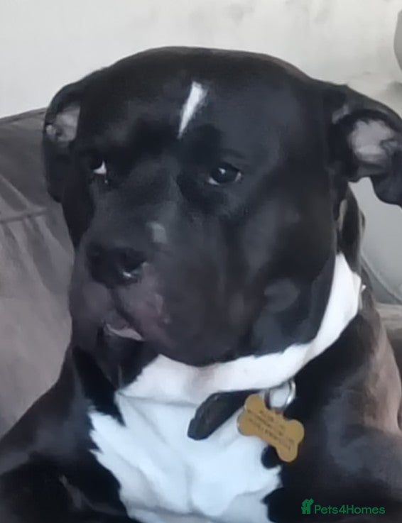 Staffordshire Bull Terrier dogs Staff dogs up for Stud  in Faversham - Advert 1