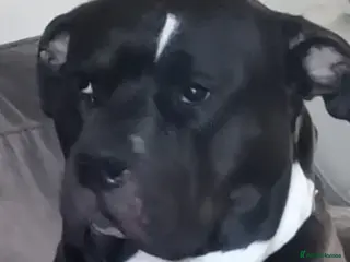 Staffordshire Bull Terrier dogs Staff dogs up for Stud in Faversham - Advert 1