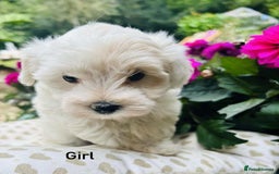Maltipoo dogs for sale: F1 white Maltipoo puppies  - Image 6