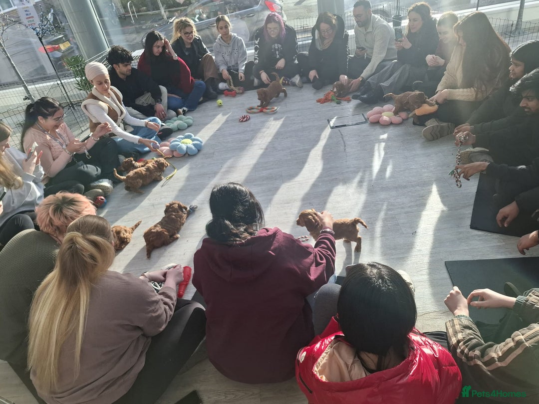 Cockapoo dogs for sale: Red cockerpoo pups  - Advert 4