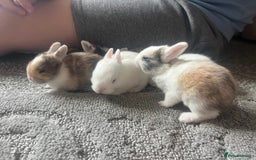 Mini Lion Lop rabbits for sale: Baby bunnies mini lion lops ready now  - Image 25
