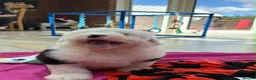 Old English Sheepdog dogs for sale: Old English sheep pups  - Advert 8