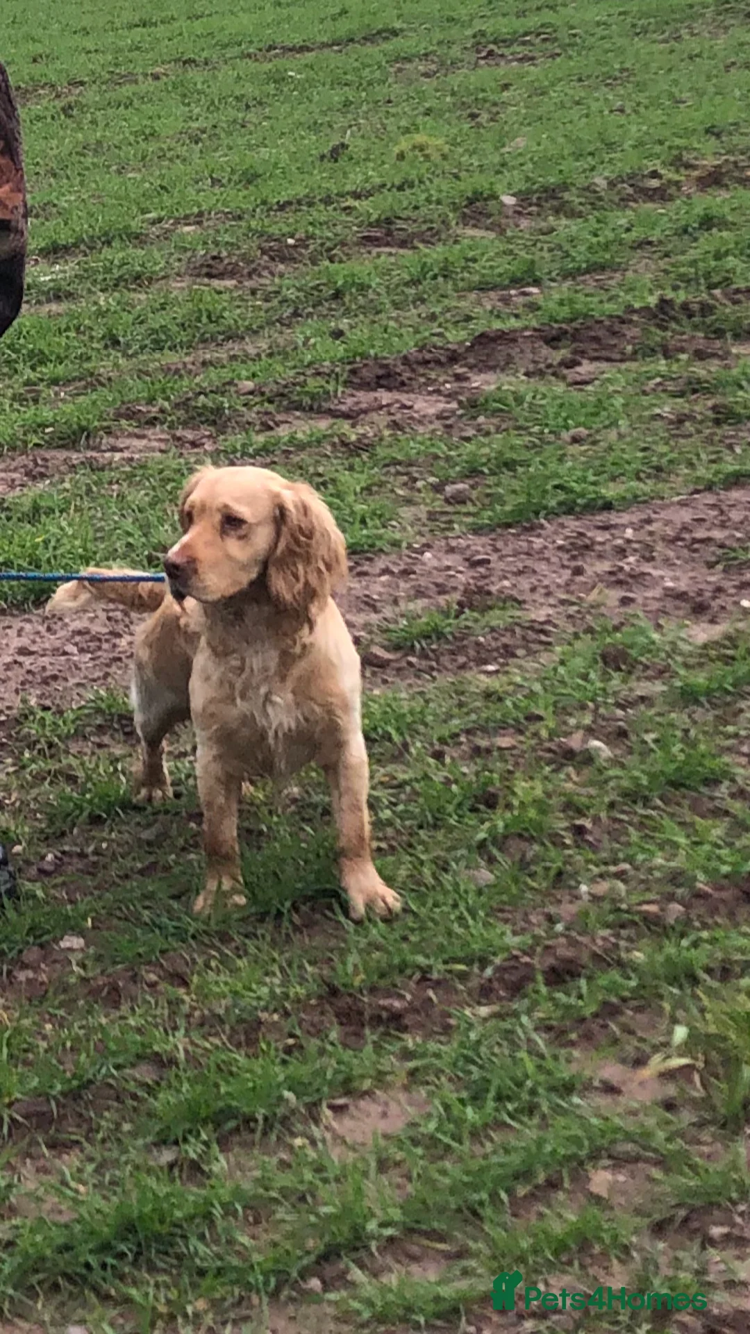 Cocker Spaniel dogs for stud: Working Cocker Spaniel available for Stud  in Chelmsford - Advert 28