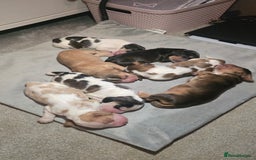 Cocker Spaniel dogs for sale: KC Registered Cocker Spaniels ready for Christmas - Image 3