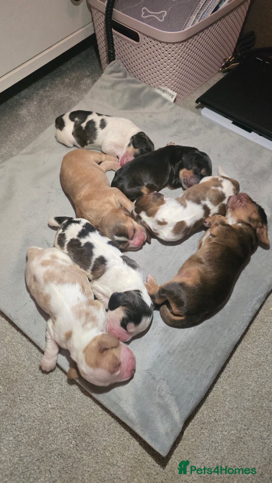 Cocker Spaniel dogs for sale: KC Registered Cocker Spaniels ready for Christmas - Image 3