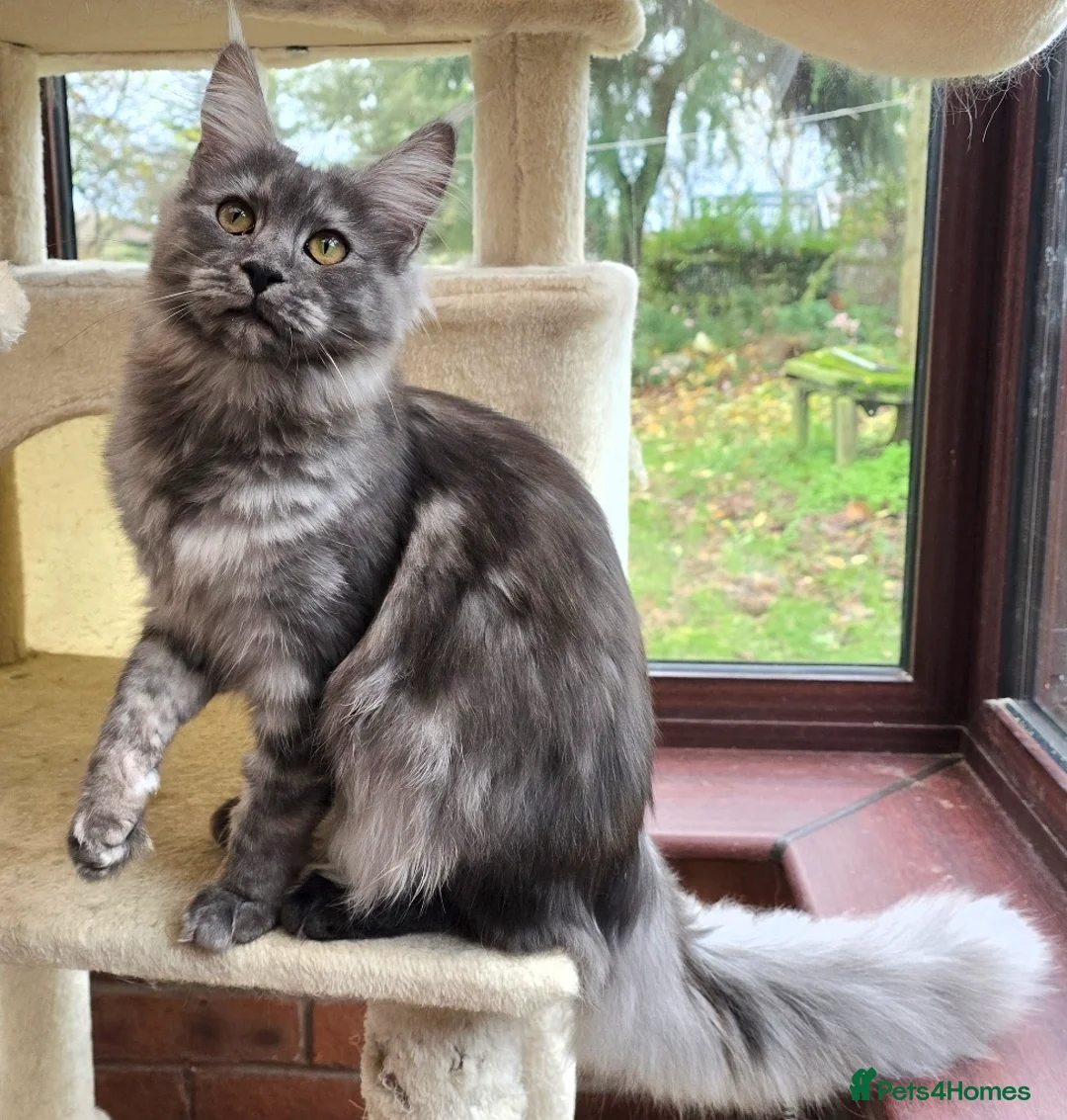 Maine Coon cats for sale: Black Smoke - Poppett - Advert 3