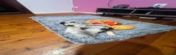 Pug dogs for sale: Quietly sleeping pug - Advert 4