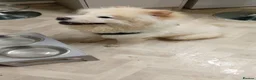 Chow Chow dogs for sale: Gorgeous white chow chow girl  - Advert 3