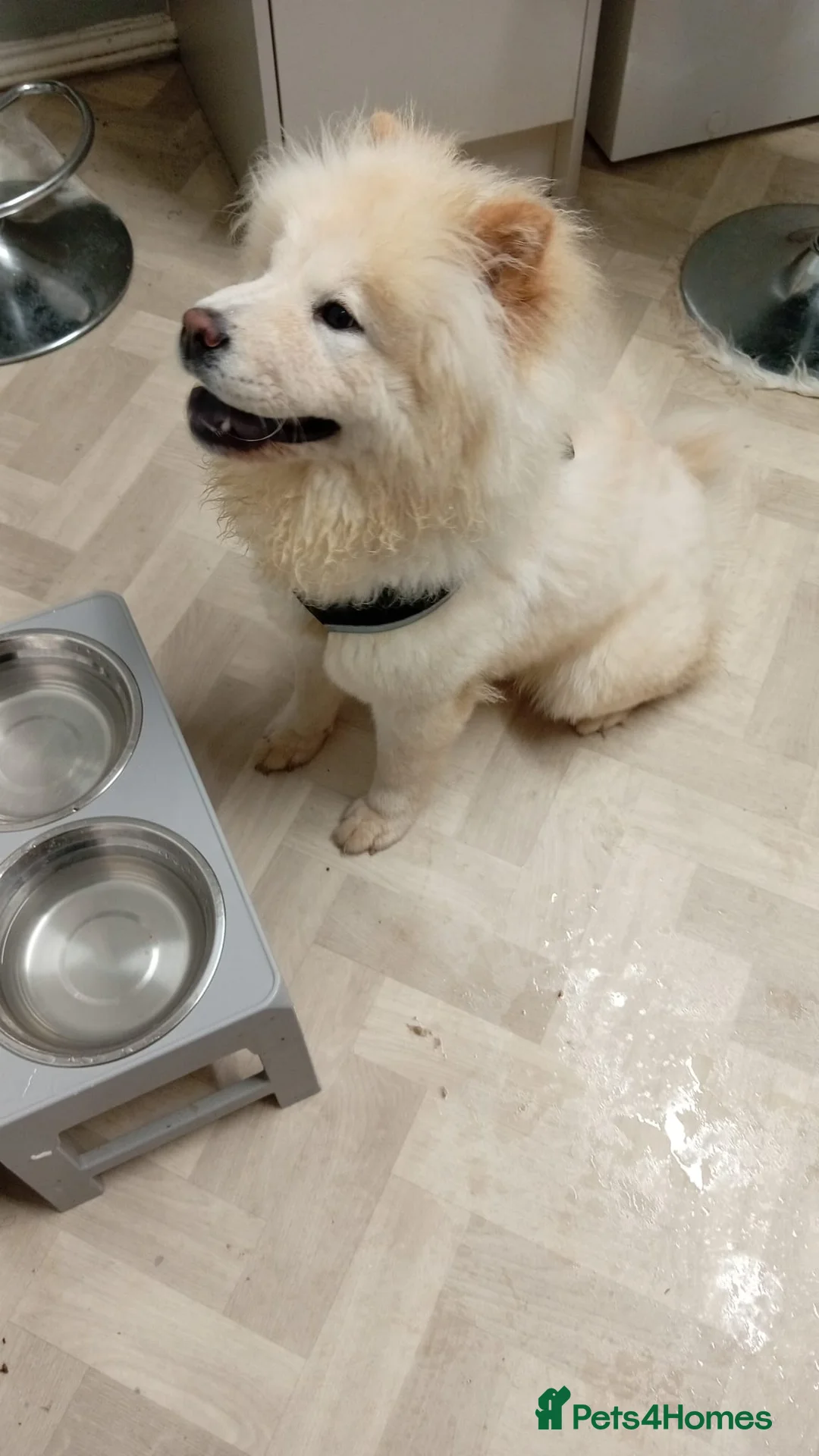 Chow Chow dogs for sale: Gorgeous white chow chow girl  - Advert 3