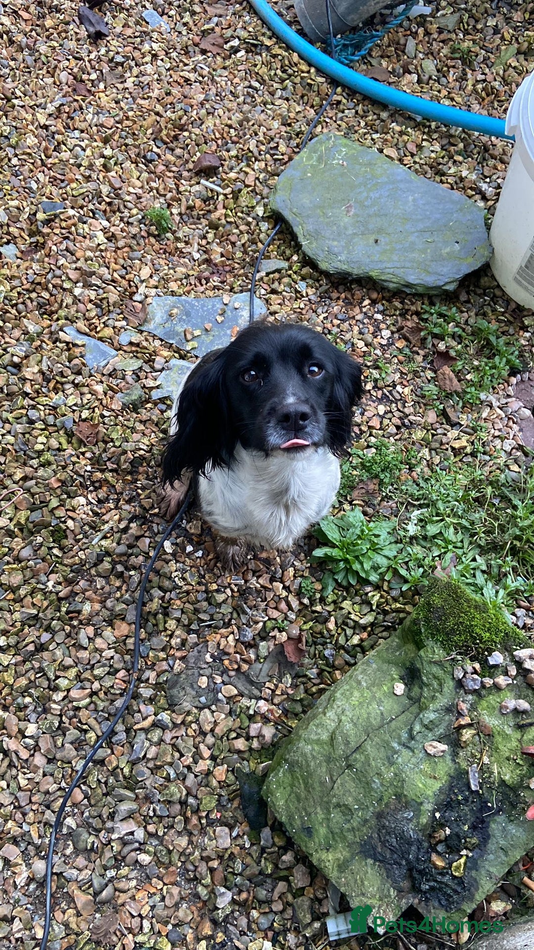 Sprollie dogs for sale: Freddie - Border collie x Sprollie - Advert 4