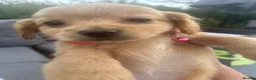 Cockapoo dogs for sale: Stunning Cockapoo puppies  - Advert 28