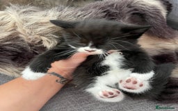 British Longhair cats for sale: British long-haired kittens - Image 12