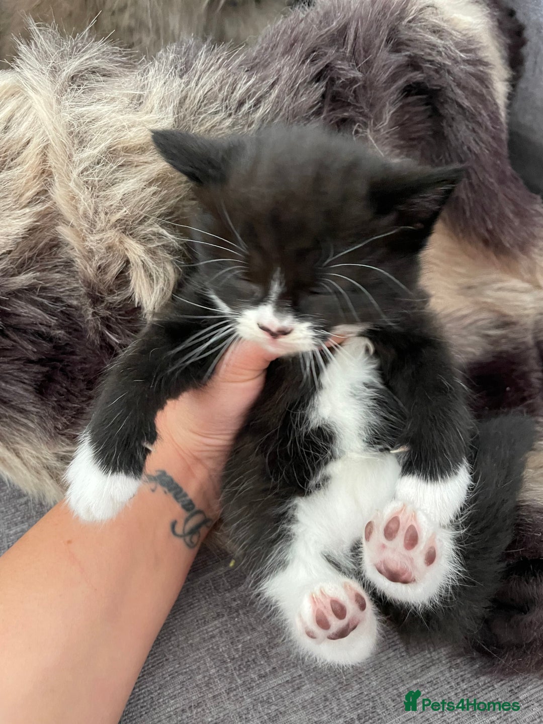 British Longhair cats for sale: British long-haired kittens - Image 12