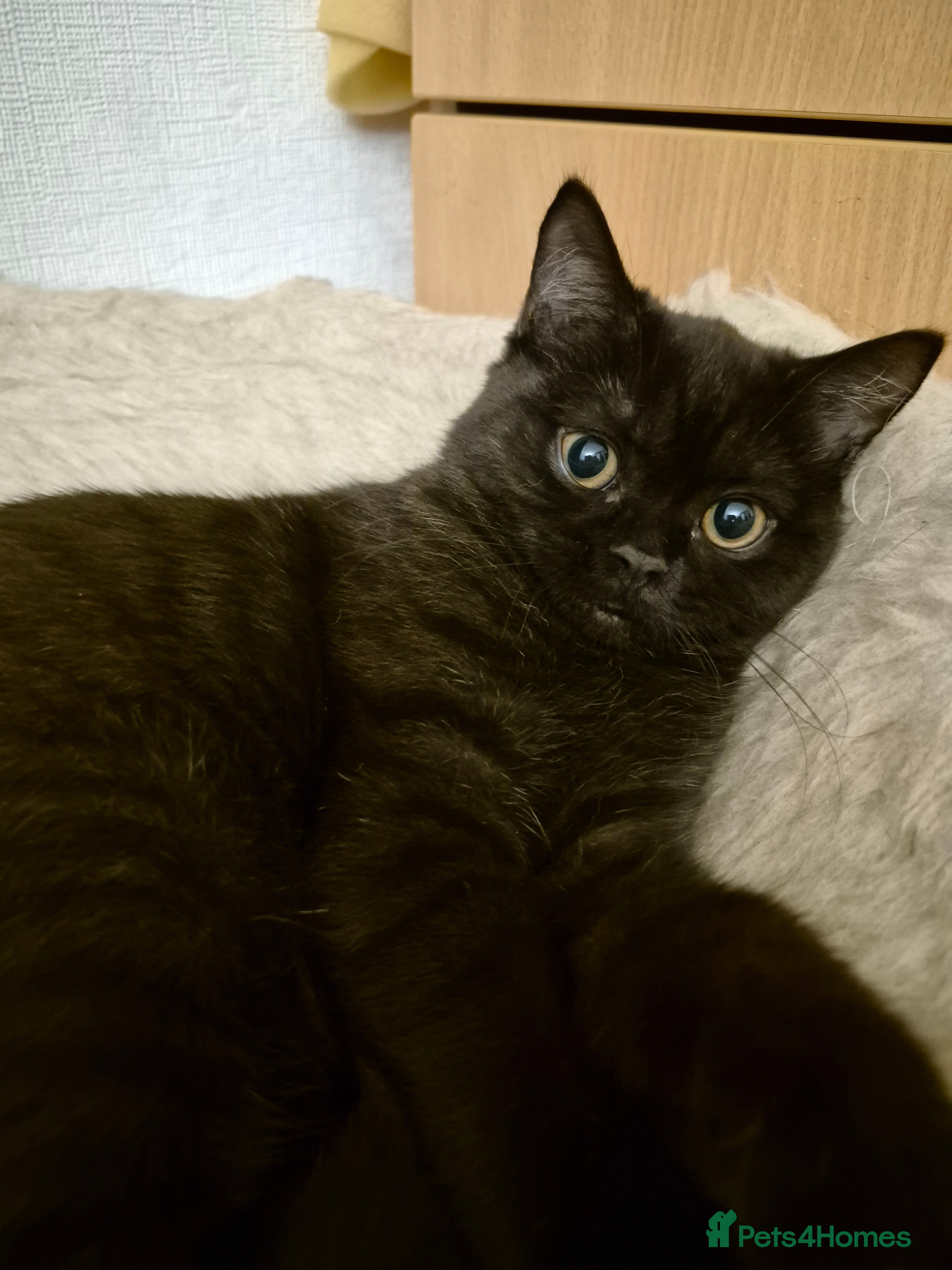 British Longhair cats British longhair male and shorthair girl Ready Now - Advert 1