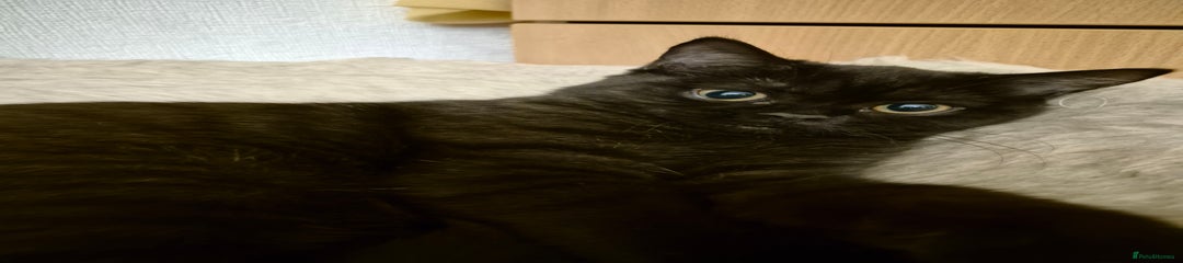 British Longhair Kitten 2