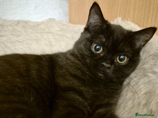 British Longhair cats - Advert 36