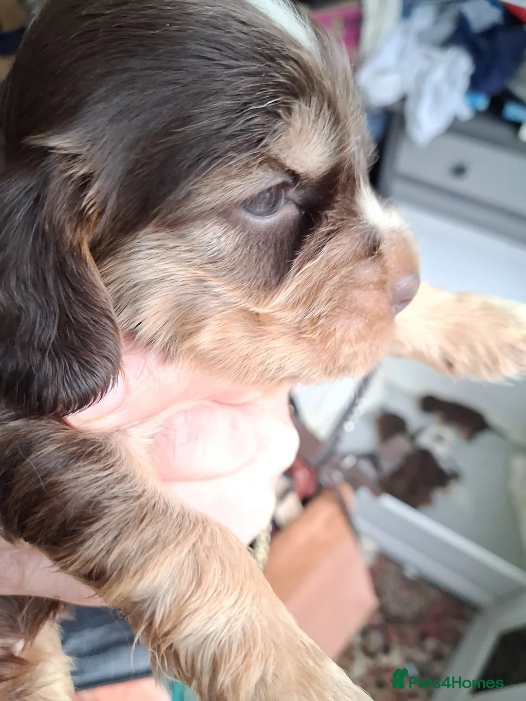 Cocker Spaniel dogs for sale: Absolutely Stunning Show Cocker Spaniels - Advert 3