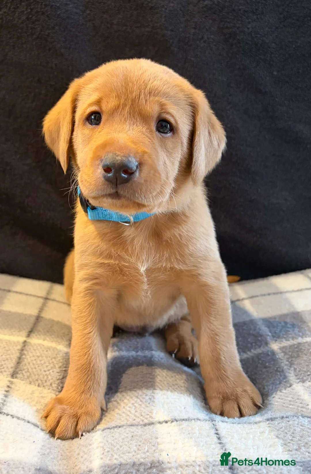 Labrador Retriever dogs for sale: Fox Red Labrador Puppies - Advert 8
