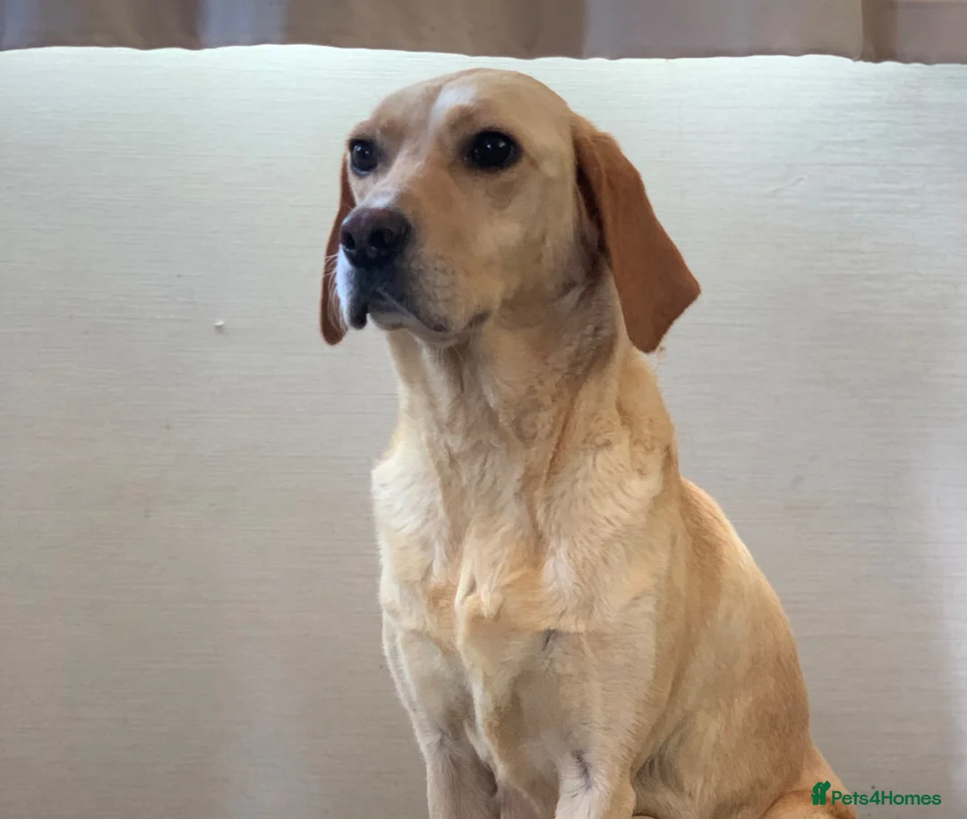 Labrador Retriever dogs for sale: Beautiful lab boy  - Advert 9