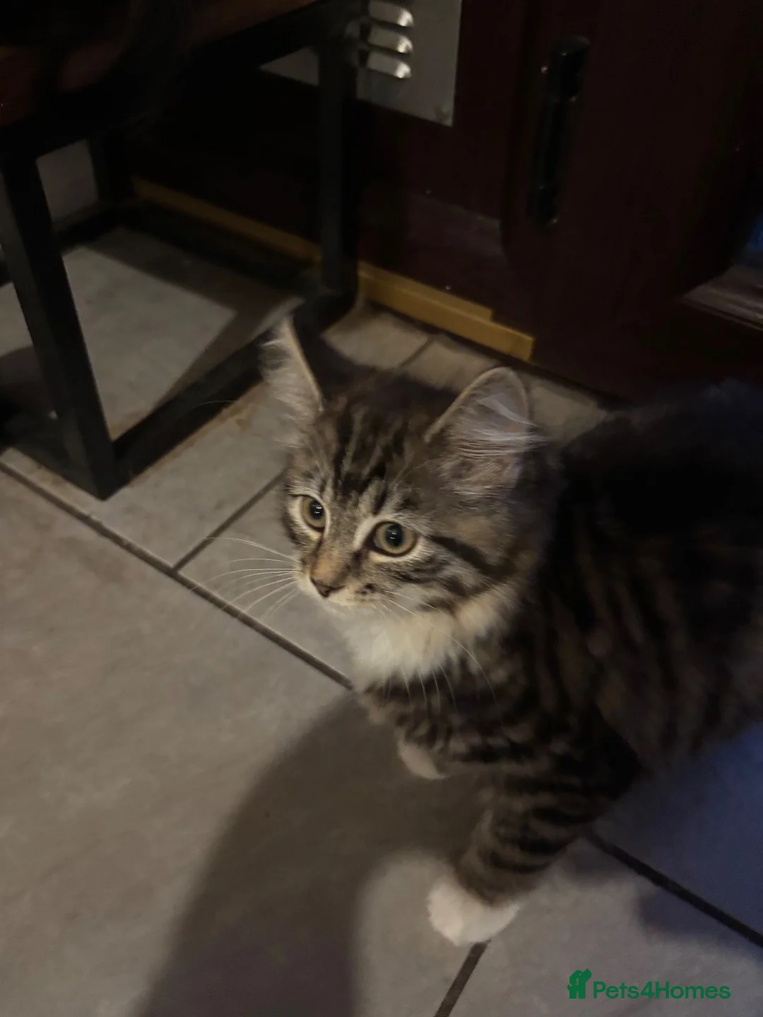 Mixed Breed cats for sale: Two kittens  - Advert 8