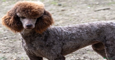 Standard Poodle dogs - Advert 5