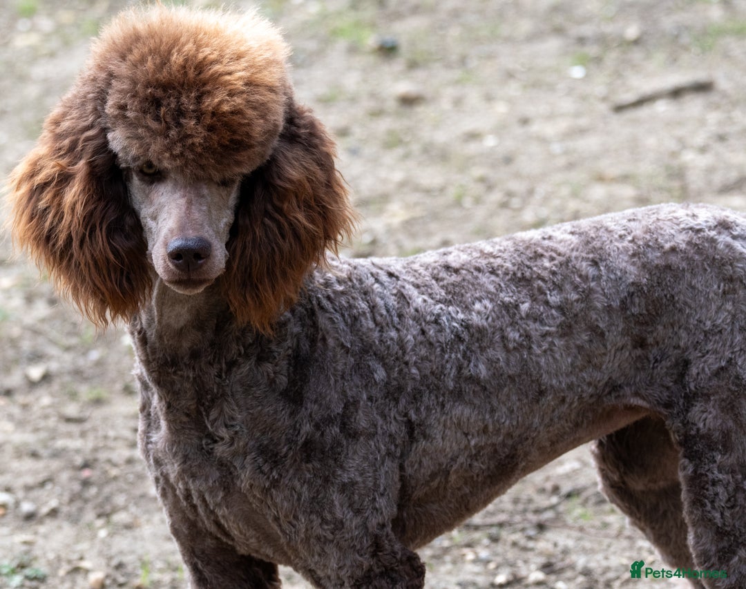 Standard Poodle dogs for sale: KC Standard Poodle Waiting List  - Image 2