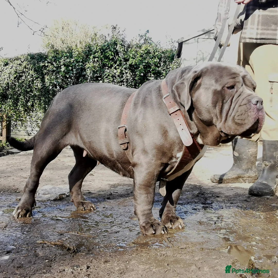 Mastiff dogs for sale: Stunning & stacked mastiff bitch for sale - Advert 5