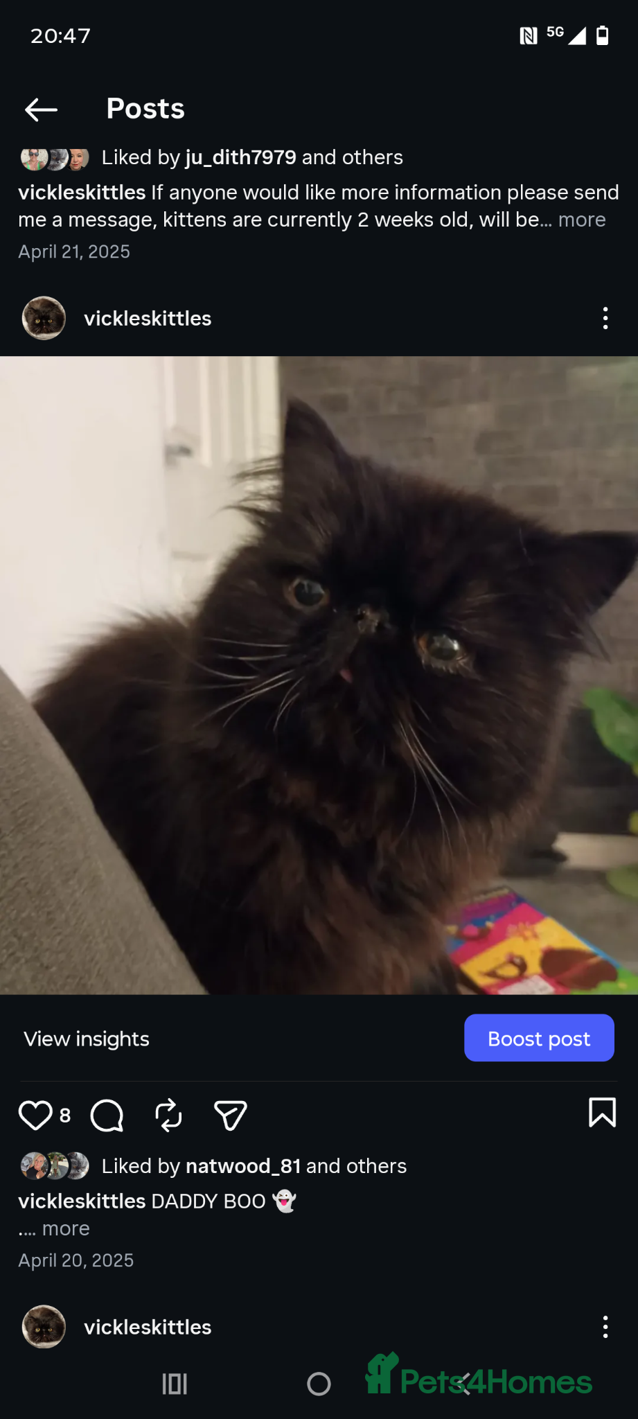 Persian cats Persian for STUD ONLY - Advert 7