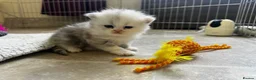 Persian cats for sale: 2 beautiful Persian kittens in Blackwood - Advert 13