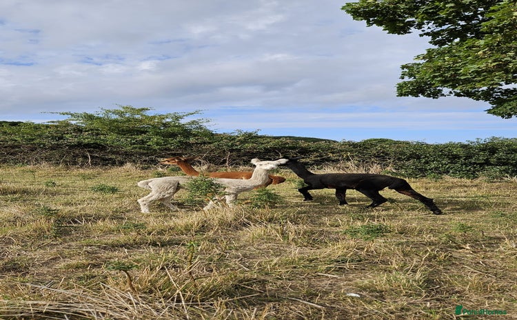 Alpaca livestock - Advert 1
