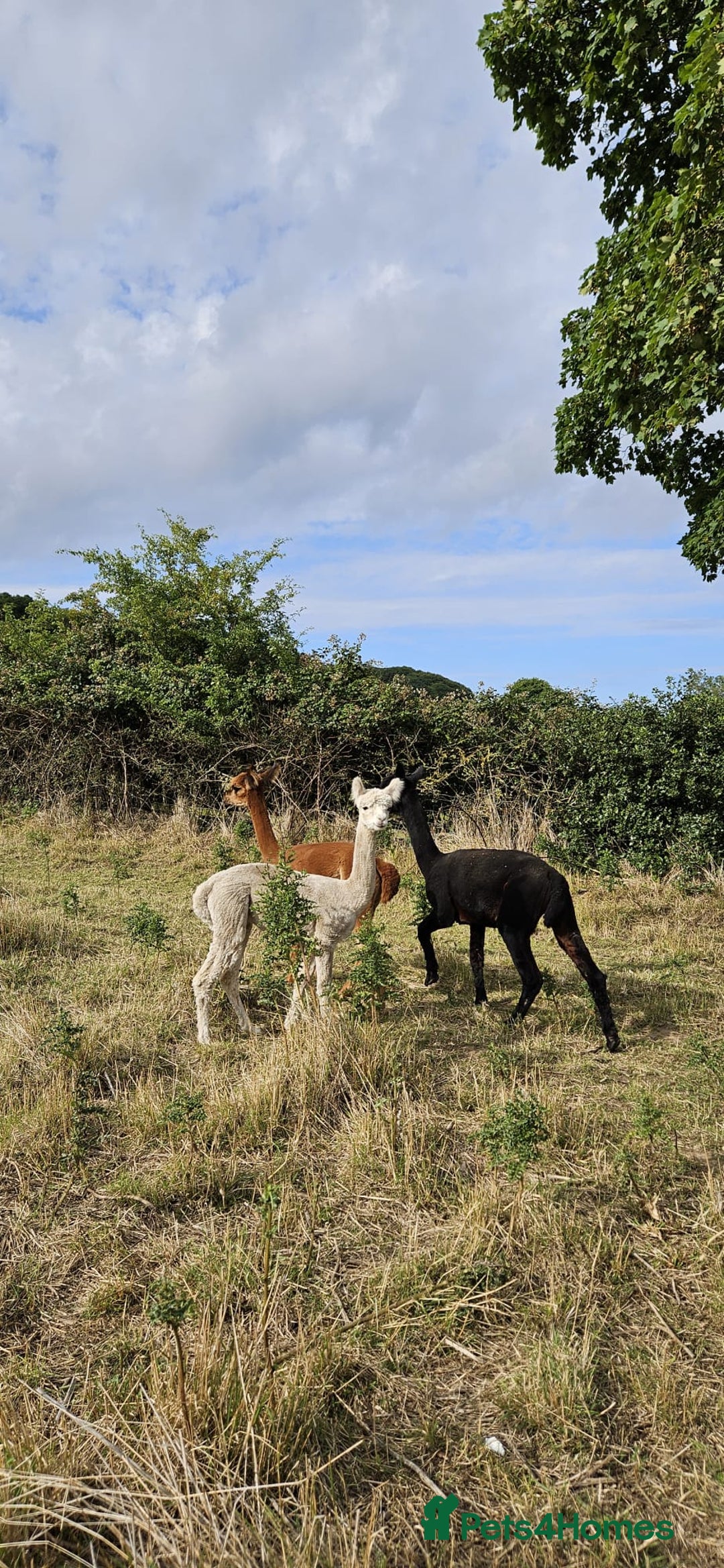 Alpaca livestock for sale: Alpacas 1 Male and 2 Female - Image 1