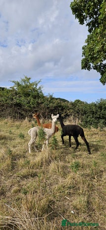 Alpaca livestock - Advert 1