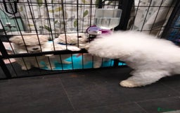 Bichon Frise dogs for sale: KC. REG BICHON FRISE PUPS - Advert 11
