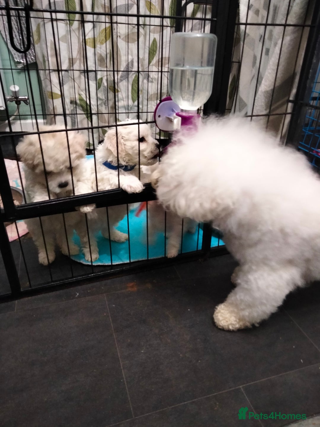 Bichon Frise dogs for sale: KC. REG BICHON FRISE PUPS - Advert 11