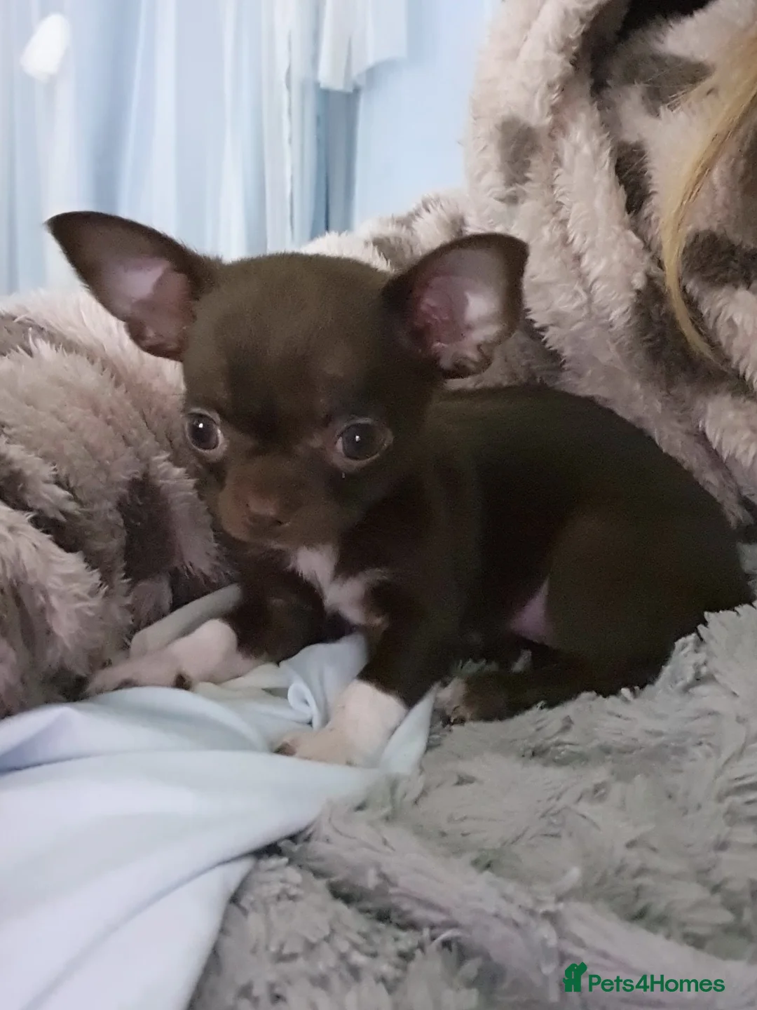 Chihuahua dogs for sale: Xx **  chihuahuas READY NOW.. - Advert 3