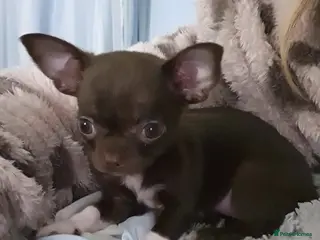 Chihuahua dogs Xxxxs chihuahuas READY NOW.. - Advert 1