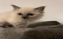 Ragdoll cats for sale: 5 Gorgeous TICA Ragdoll Kittens - Image 5